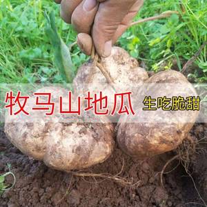 凉薯种子牧马山地瓜种籽沙葛水果地瓜甘薯农家蔬菜种孑四季播种植