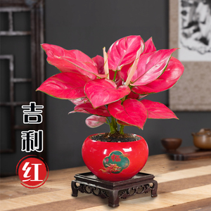 吉利红盆栽如意皇后盆景植物竹芋室内客厅办公室绿植花卉