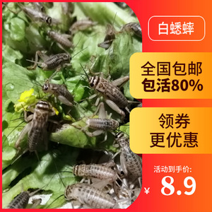 蛐蛐白蟋蟀活体饲料活物活虫爬宠鱼鸟活食针头蟋蟀油葫芦