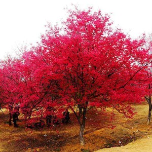 红枫树苗盆栽四季常年红植物室内庭院日本舞姬盆景火焰别墅绿化苗