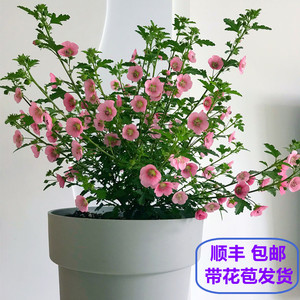 小木槿盆栽四季开花树形小木槿带花苞阳台庭院花卉