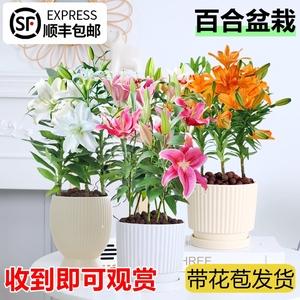 香水百合种球百合花盆栽带花苞鲜花植物室内四季好养花苗植物花卉