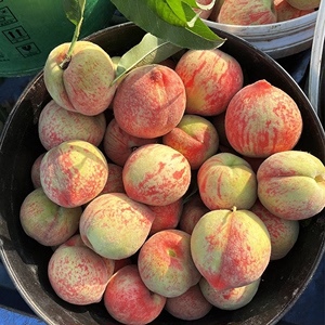 正宗桃子新鲜水果当季整箱5斤应季脆甜多汁红心肉血桃水蜜桃毛桃