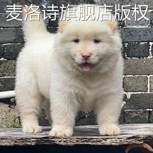 土松犬中华田园幼犬小土狗狗纯黑猎犬长毛可爱网红看家护院活的犬