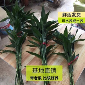 观音竹万年青 淘宝拼多多热销观音竹万年青货源拿货 阿里巴巴货源