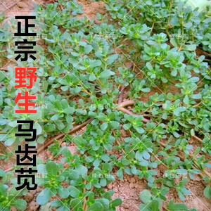 正宗野生食用马齿苋种子马芷苋籽太阳花野菜阳台田园盆栽蔬菜种孑