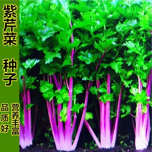 紫玉香芹种子 红芹菜种籽红色紫色野生 盆栽蔬菜阳台冬季四季种菜