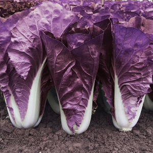 紫色快菜种子紫红色奶油小白菜四季盆栽易种青菜种籽大全春秋菜子