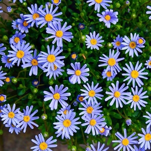 蓝色玛格丽特花卉  蓝玛盆栽 蓝雏菊 庭院阳台花卉 蓝费利菊包邮
