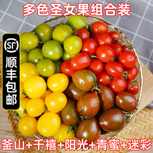 三色小番茄圣女果混装新鲜红色黄色夏日阳光贝贝千禧小柿子顺丰