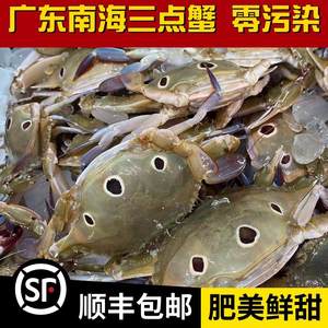 广东南海三眼蟹鲜活冷冻三目蟹三点蟹海鲜梭子蟹黄膏蟹生腌水产品