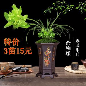 超低价 ！兰花盆栽植物室内春兰余蝴蝶 香好养客厅名