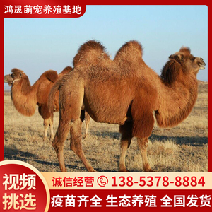 骆驼幼崽出售景区观赏骆驼双驼峰骑乘骆驼活体家养骆驼的活物