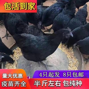 纯种五黑鸡活苗绿壳蛋鸡半斤脱温小鸡苗散养产蛋鸡乌鸡乌骨鸡活体