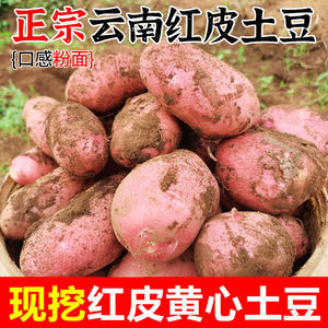 云南高产红皮土豆种孑洋芋种植苗马铃薯黄心老品种带芽非种子5斤