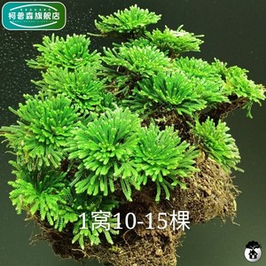 石头上种的植物物创意盆栽九死还魂草假山绿植四季长青微型盆景