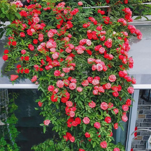 四季红木香花苗橙黄白木香爬藤蔷薇藤本月季植物庭院阳台四季花卉