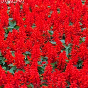 一串红种子矮杆一串红花种籽四季开花阳台庭院盆栽花卉串串红种籽