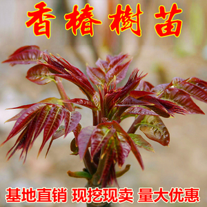 红油香椿苗绿油香椿树苗盆栽地栽大棚种植香椿芽苗南方北方种植