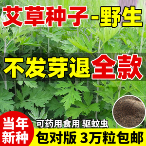 艾草种籽食用青团艾叶野生药用大叶种子驱蚊艾蒿阳台庭院四季种植