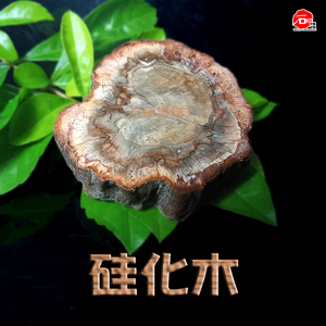 天然硅化木玉化木植物化石原石矿石标本古生物饰品摆件手把件礼品