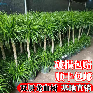 龙血树客厅绿植盆栽室内吸甲醛办公室大型四季常青阳台植物好养活