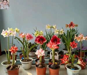 鹤顶红花卉盆栽 鹤顶红花卉盆栽品牌 价格 阿里巴巴 鹤顶红花卉盆栽 鹤顶红花卉盆栽品牌 价格 阿里巴巴