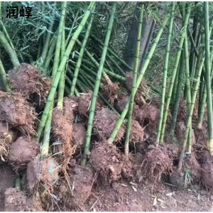 雷竹苗种雷公竹早园竹水竹花竹黄杆竹毛竹楠竹子根鞭芽食用笋竹苗