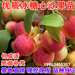 果树木苗 果树木苗品牌 价格 阿里巴巴