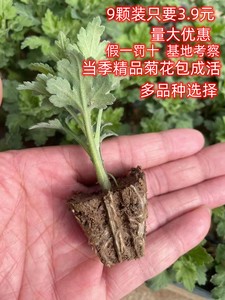 四季开花菊花苗小苗盆栽地栽雏菊苗室内阳台庭院秋菊绿植花卉苗