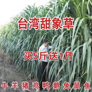 台湾甜象草种孑象草籽四季牧草养殖多年生高产再生牛羊皇竹草子种
