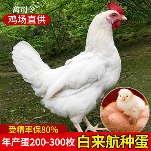 纯种白来航鸡种蛋受精蛋可孵化小鸡白羽鸡种蛋受精鸡蛋受精可孵化