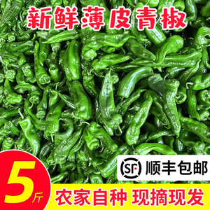 苏北农家自种新鲜虎皮薄皮青辣椒青椒菜椒牛角椒5斤时令蔬菜现摘
