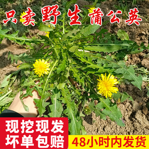 纯野生蒲公英新鲜婆婆丁整颗带跟蘸酱菜野菜现挖现发食用药用包邮