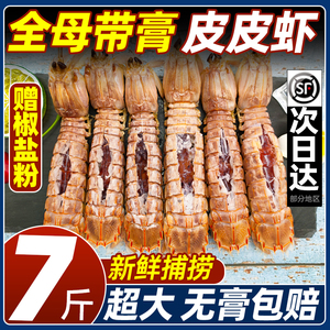 皮皮虾鲜活一名全母带膏特大超大虾婆虾姑冷冻虾爬非即食海鲜水产