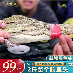 2斤新鲜鳄鱼头 炖汤煲汤鳄鱼肉推荐整个鳄鱼头骨头部合法养殖水产