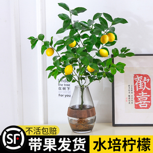 香水柠檬树盆栽水培植物花卉室内花可结果食用办公室桌面好养绿植