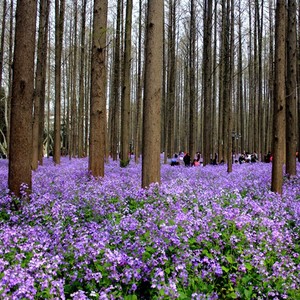 二月兰花种子四季阳台多年生室外庭院宿根诸葛菜种子耐阴耐寒花籽