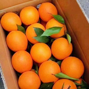 重庆奉节脐橙纽荷尔脐橙新鲜水果现摘产地直发橙子柑橘应季水果整