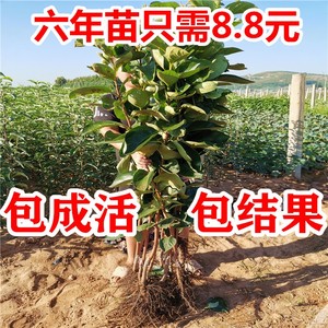 日本甜脆柿子树苗盆景矮化果树老桩盆栽地栽柿子苗南北方种植带果