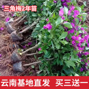 三角梅盆栽四季开花树苗云南紫爬藤重瓣带原土绿樱庭院勤花阳台