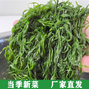 长寿菜鞭炮笋新鲜海藻羊栖菜火炮菜火锅5斤荣成马尾藻野生海草