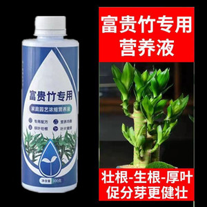 富贵竹专用营养液水培植物生根的节节高水养水竹肥料观音竹肥料