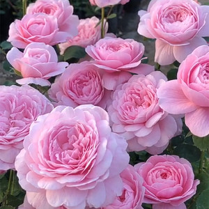 欧洲灌木月季玫瑰花苗母本老桩特大花浓香庭院阳台盆栽植物四季开
