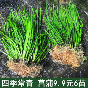 菖蒲草盆景水培植物室内客厅办公室桌面微型盆栽四季常青好养绿植