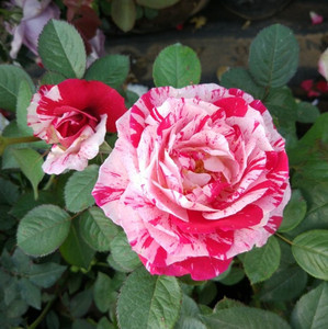 红白大花条纹月季花苗节日礼花阳台庭院四季芳香花卉玫瑰盆栽植物