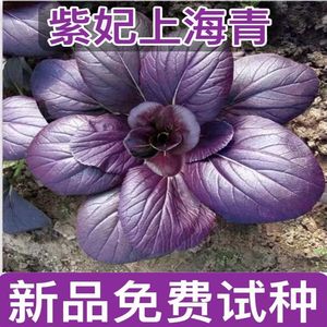 紫妃上海青种子紫罗兰油小青菜籽种红上海青紫玉油菜蔬菜种子大全