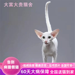 东方短毛猫飞机耳大耳朵低耳位纯黑纯白贵族猫纯种健康活体幼猫咪