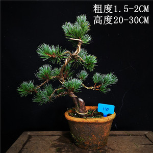五叶松盆栽 五叶松盆栽品牌 价格 阿里巴巴
