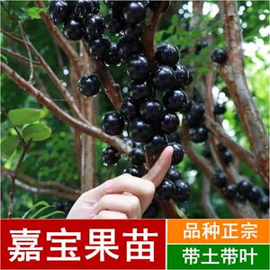 嘉宝果树苗树葡萄苗正宗嫁接台湾嘉宝果苗四季南方北种植果苗包邮